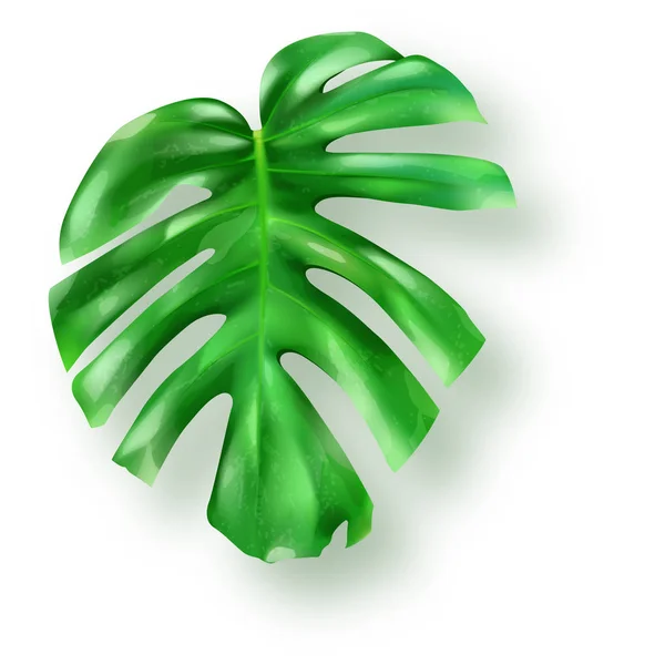 Hojas de monstera verde tropical sobre fondo blanco — Vector de stock
