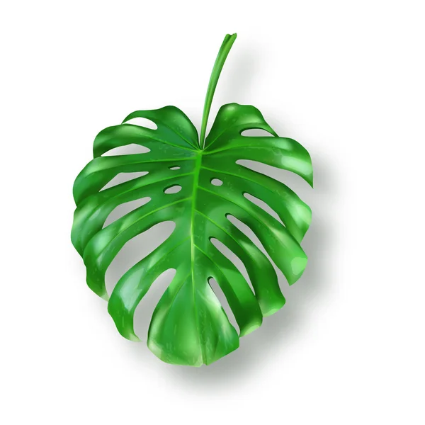 Trópusi zöld Monstera levelek fehér alapon — Stock Vector