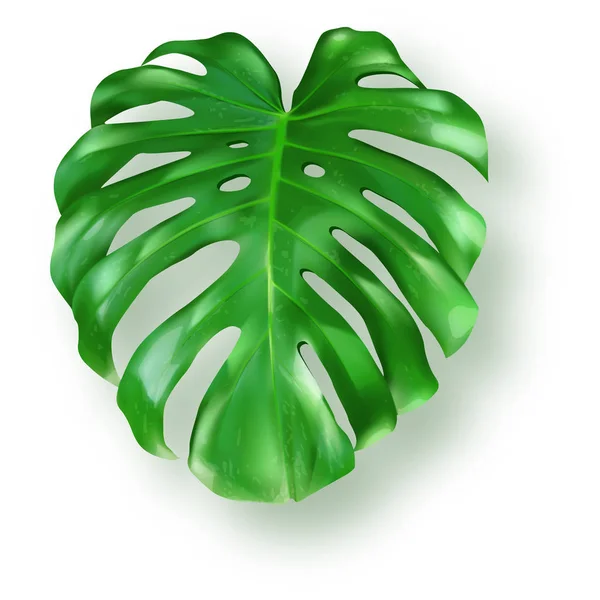 Tropiska gröna monstera blad på vit bakgrund — Stock vektor