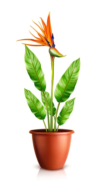 Strelitzia reginae in flowerpot vector — Stock Vector