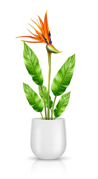 Strelitzia reginae in flowerpot vector — Stock Vector