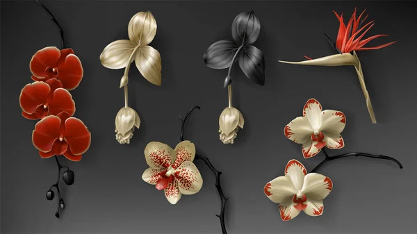 Fiore tropicale di orchidea nera, rossa e dorata su scuro — Vettoriale Stock