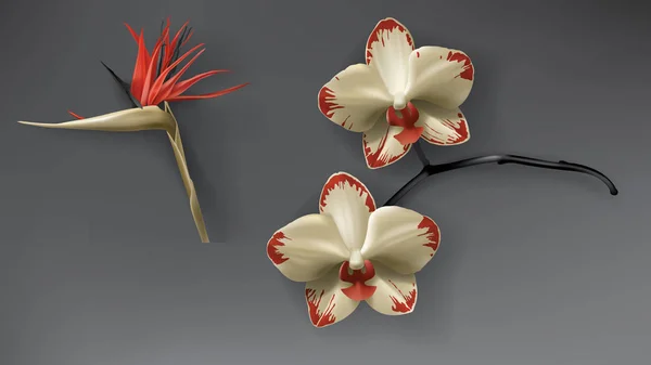 Fiore tropicale di orchidea nera, rossa e dorata su scuro — Vettoriale Stock
