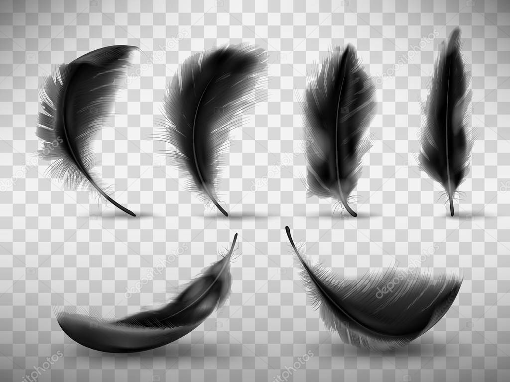 Black fluffy feather with shadow vector realistic set isolated on transparent background. Feathers from wings of birds or fallen angel, symbol of softness, design element