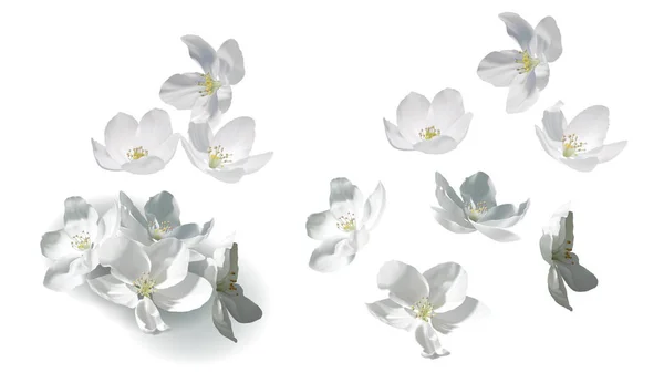 Fleurs de jasmin blanc volant, tombant et en tas — Image vectorielle