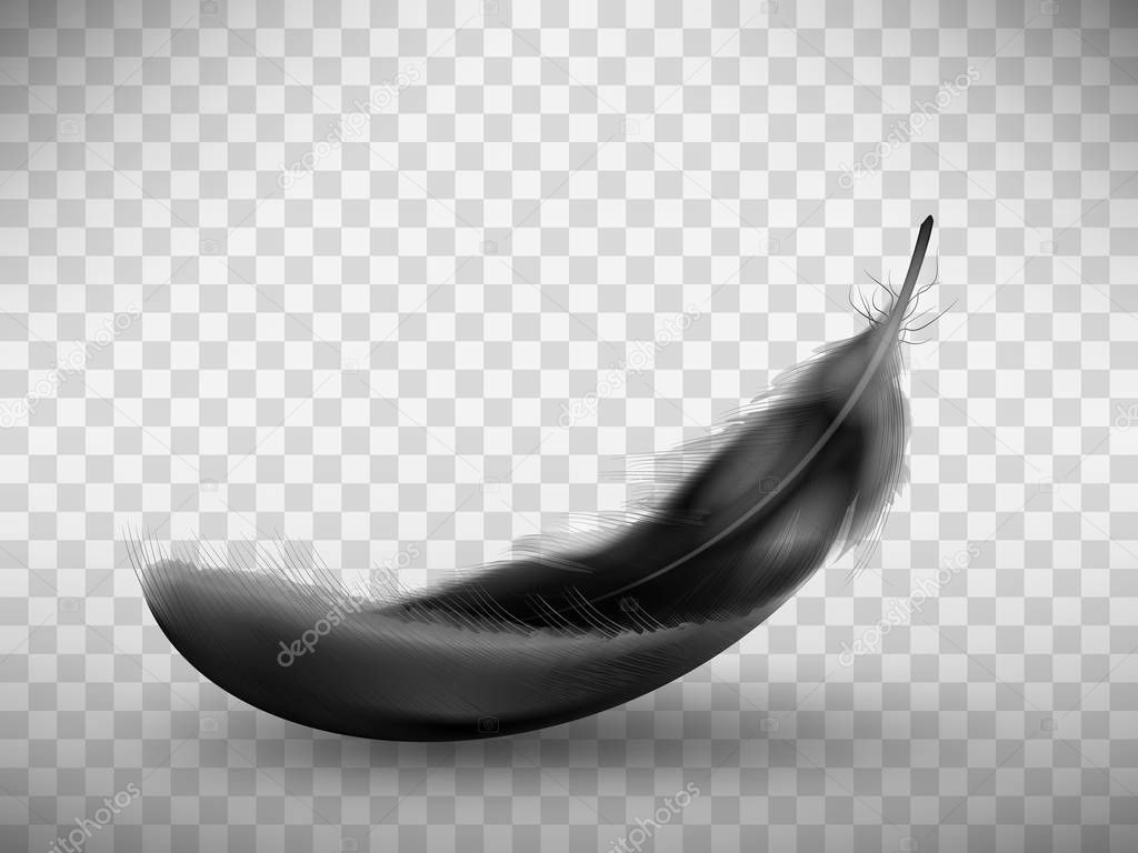 Black fluffy feather with shadow vector realistic illustration, isolated on transparent background. Feather from wing of bird or fallen angel, symbol of softness, design element