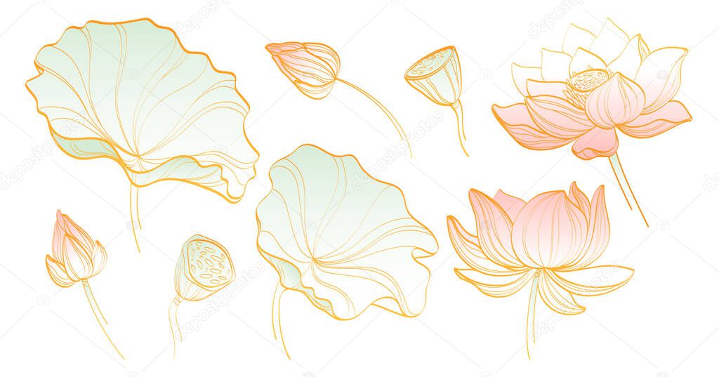 Lotus flowers with golden line art style for decoration - delicate petals, leaves and buds in minimalist outline design. Elegant botanical elements with soft pink coloring for wedding or spa branding.