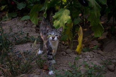 Güzel gri kedi bitkiyi kokluyor.