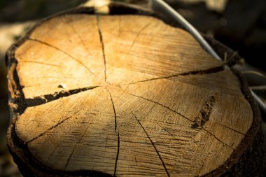 Yüzüklü orman ağacı dokusu fotoğraf makrosu çekimi