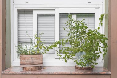 Dekoratif arkaplan olarak gerçek doğal çiçekler, pencere ve duvar dekorasyonu.