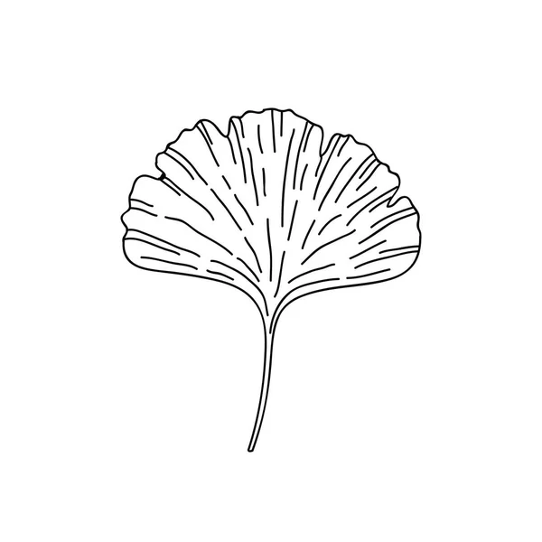 Ikon corat-coret daun gingko - Stok Vektor