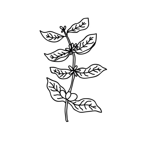 Εικονίδιο Doodle Φυτό Καφέ — Διανυσματικό Αρχείο