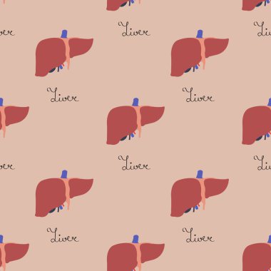 insan karaciğer seamless modeli