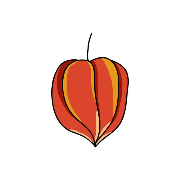 Physalis Doodle Ícone Cor — Vetor de Stock