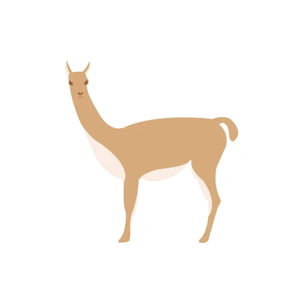 Animal guanaco, alpaga, vicuna vecteur illustration — Image vectorielle