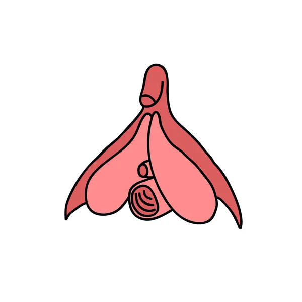 Illustration de doodle clitoris — Image vectorielle