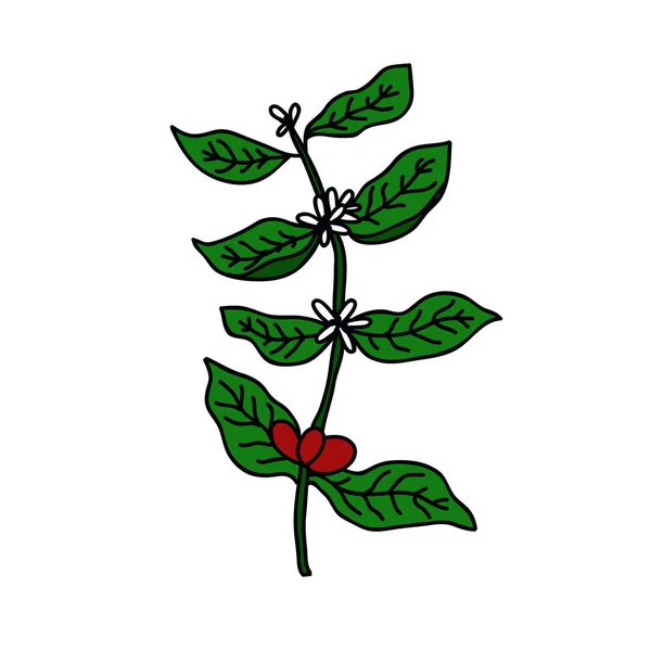 Café planta doodle ícone, ilustração vetorial — Vetor de Stock