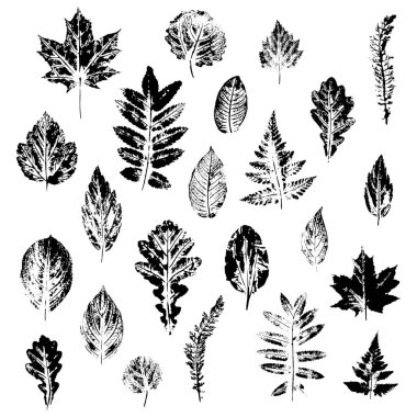 Vektör yaprakları ayarlandı, beyaz arkaplanda izole edildi. Yaprakların güzel izleri.