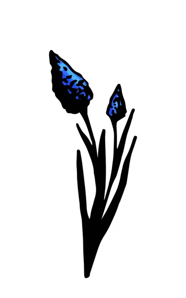 小而明亮的蓝色花朵的花序的矢量图解 — 图库矢量图片