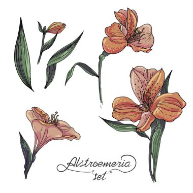 Alstromeria pastel portakal dalı beyaza izole edilmiş.