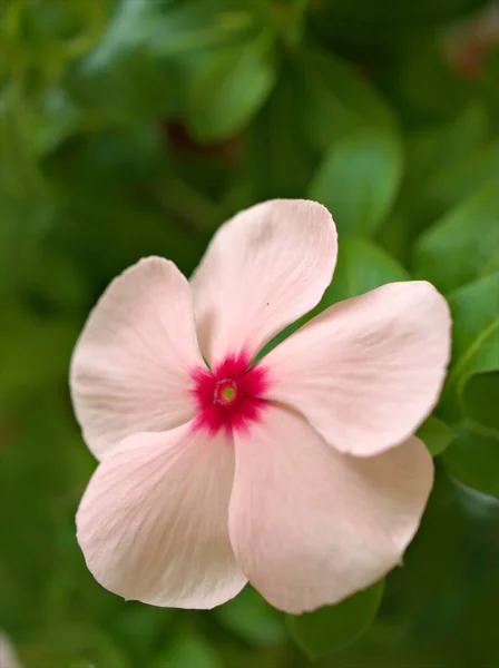 Primo Piano Bianco Rosa Pervinca Madagidrati Fiore Giardino Con Sfondo — Foto Stock