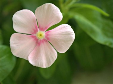 Bahçede pembe menekşe rengi madagaskar çiçeği, yeşil bulanık sırt örtüsü, makro görüntü, tatlı bir renk.