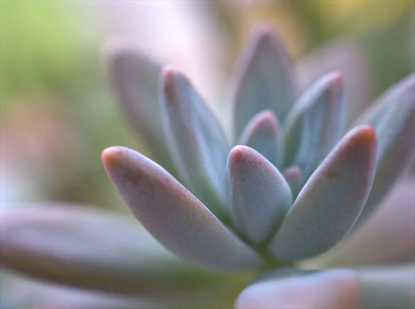 Närbild Grön Kaktus Öken Saftig Växt Trädgården Med Suddig Bakgrund — Stockfoto