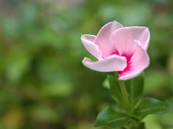 Closeup Λευκό Ροζ Periwinkle Madagascar Λουλούδι Στον Κήπο Πράσινο Θολή — Φωτογραφία Αρχείου