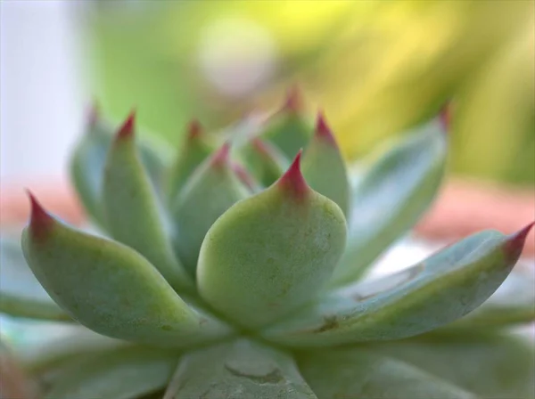 Closeup Green Cactus Desert Succulent Plant Garden Blurred Background Maro — Stock Photo, Image