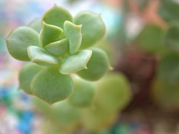 Deserto Cactus Primo Piano Pianta Succulenta Con Sfondo Sfocato Macro — Foto Stock