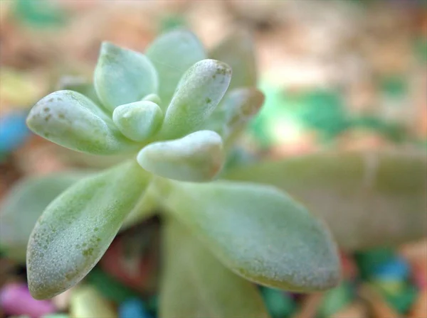 Primer Plano Cactus Desierto Planta Suculenta Con Fondo Borroso Macro —  Fotos de Stock