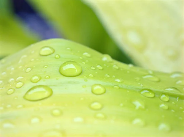 Gros Plan Gouttes Eau Sur Feuille Verte Avec Fond Flou — Photo