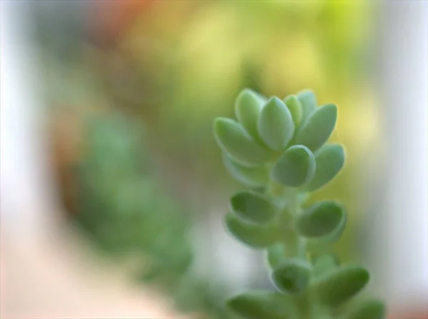 Nahaufnahme Kakteenwüste Saftige Pflanze Mit Verschwommenem Hintergrund Makrobild Weicher Fokus — Stockfoto