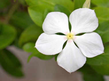 Kapalı pembe menekşe çiçekleri bahçede bulanık arka plan, tatlı renk, yumuşak odak