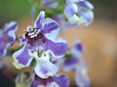 Mor yakın plan, bahçeye beyaz Angelonia çiçekleri, bulanık arka plan, makro görüntü, tatlı renk, yumuşak odak 