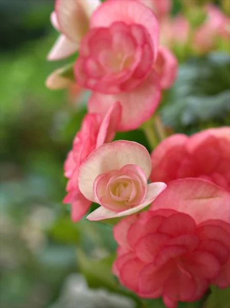 背景がぼやけている庭のピンクベゴニアの花を閉じ マクロ画像 甘い色 柔らかい焦点 — ストック写真