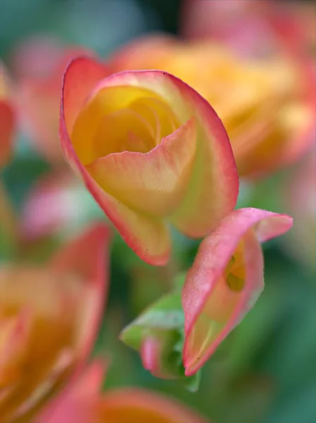 Närbild Gul Orange Kronblad Begonia Blommor Trädgården Med Suddig Bakgrund — Stockfoto