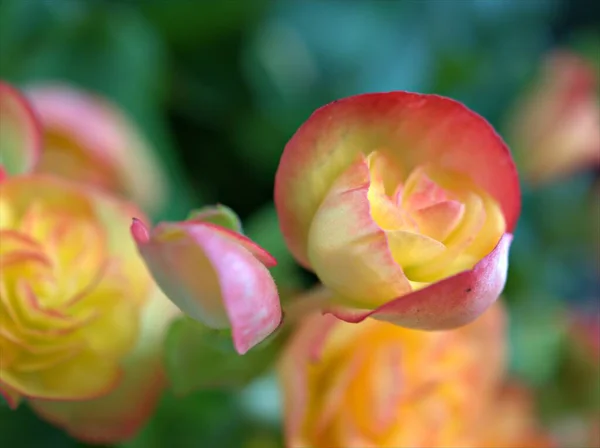 Närbild Gul Orange Begonia Blommor Trädgården Med Suddig Bakgrund Makrobild — Stockfoto