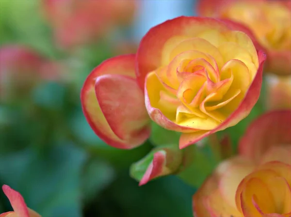 Närbild Gul Orange Begonia Blommor Trädgården Med Suddig Bakgrund Makrobild — Stockfoto