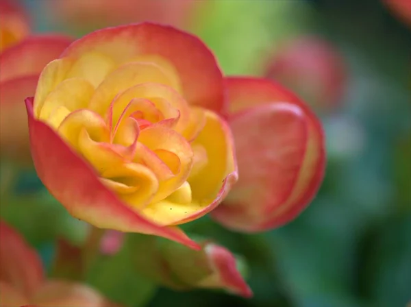 Nahaufnahme Gelb Orange Begonien Blüten Garten Mit Verschwommenem Hintergrund Makrobild — Stockfoto