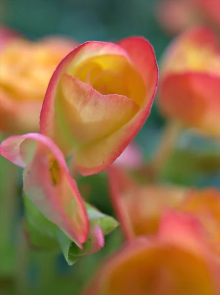 Primer Plano Amarillo Naranja Begonia Flores Jardín Con Fondo Borroso —  Fotos de Stock