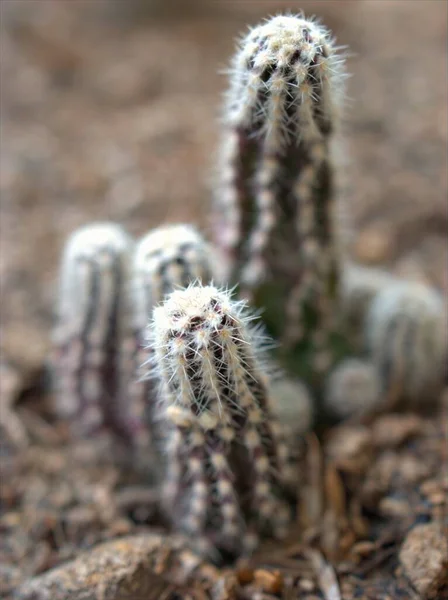 Szoros Kaktusz Zamatos Sivatagi Növény Homályos Háttérrel Makró Kép Lágy — Stock Fotó