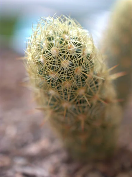 Gros Plan Cactus Plante Succulente Désert Avec Fond Flou Macro — Photo