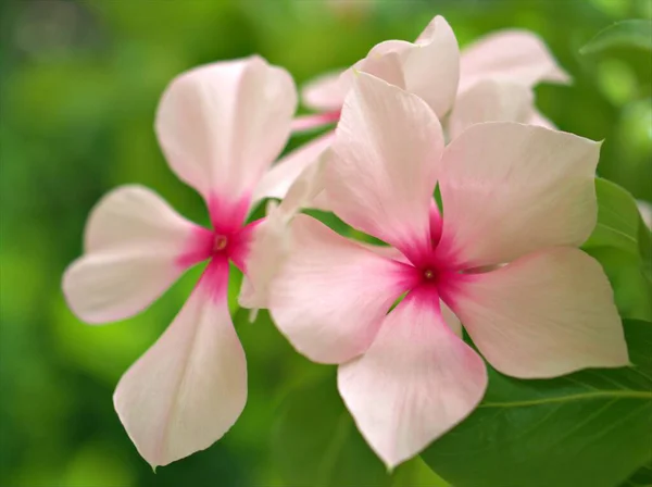 背景模糊 宏观形象 色泽甜美 焦点柔和的花园中的白粉紫相间的菊花 — 图库照片
