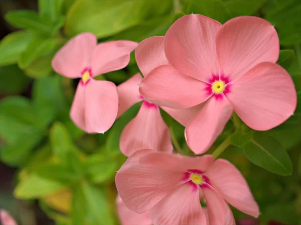 背景模糊 宏观形象 色泽甜美 焦点柔和的花园中的白粉紫相间的菊花 — 图库照片
