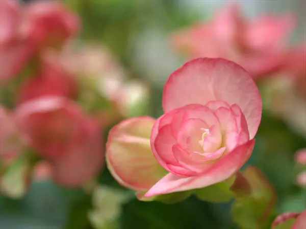 背景がぼやけている庭のピンクベゴニアの花を閉じ マクロ画像 甘い色 ソフトフォーカス — ストック写真