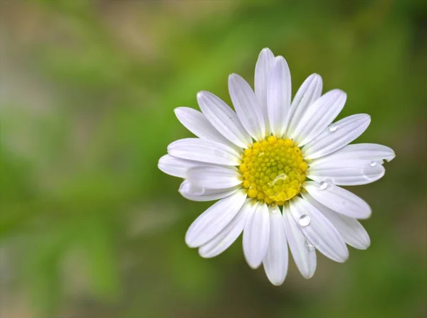 Closeup Λευκό Κοινό Λουλούδι Μαργαρίτα Στον Κήπο Πράσινο Θολή Φόντο — Φωτογραφία Αρχείου