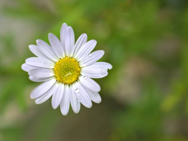 Detailní Bílá Obyčejná Sedmikráska Květina Zahradě Zeleným Rozmazaným Pozadím Makro — Stock fotografie