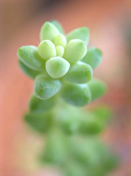 Szoros Kaktusz Zamatos Sivatagi Növény Homályos Háttérrel Makró Kép Lágy — Stock Fotó
