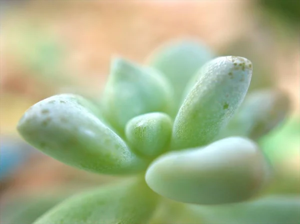 浓郁的绿色仙人掌 背景模糊的沙漠植物 宏观形象 柔和的焦点 甜甜的色彩 — 图库照片